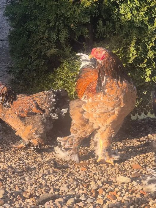 Ouă brahma pentru incubat