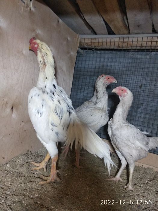 Ок дакан жужалари сотилади