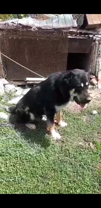 Доброго времени суток. Продам собаку хороших кровей. Возраст кабеля  2