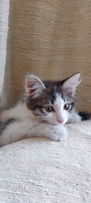 Котёнок породистый в дар
