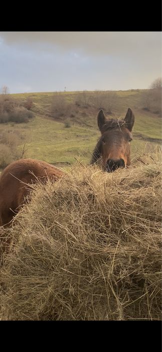 Manz armasar de 9 luni
