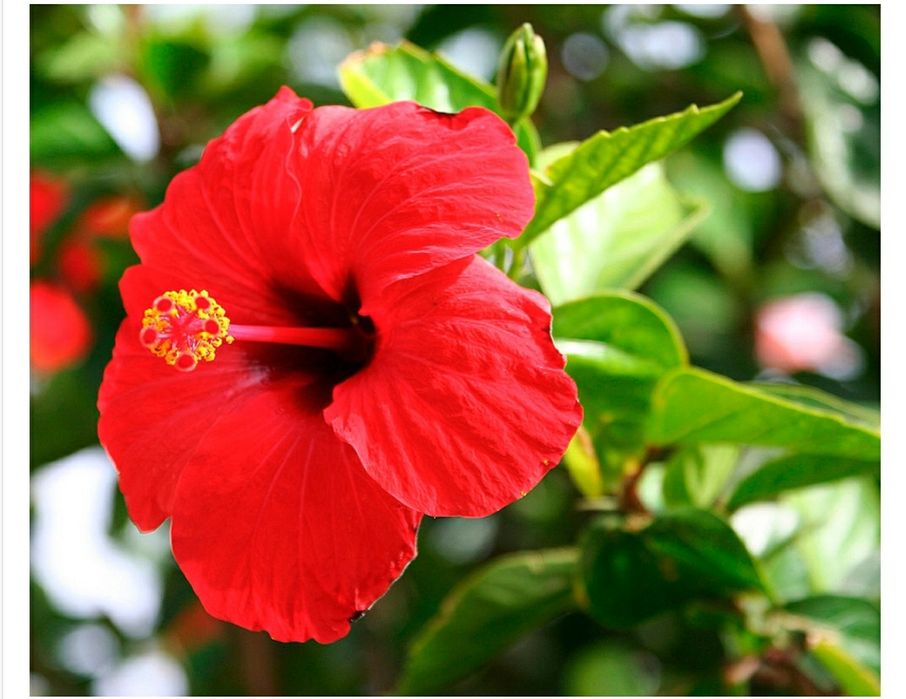 Китайская   роза