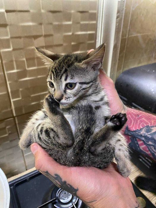 редкий черный бенгальский котенок