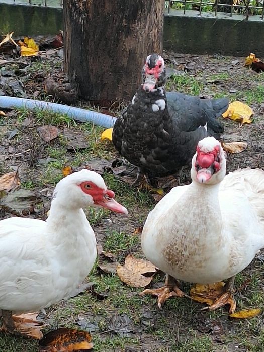 Rate .leșești mute