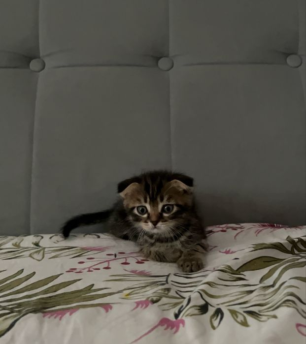 Продам котенка вислоухого