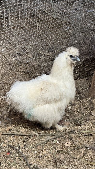 Продам китайских шелковых курей