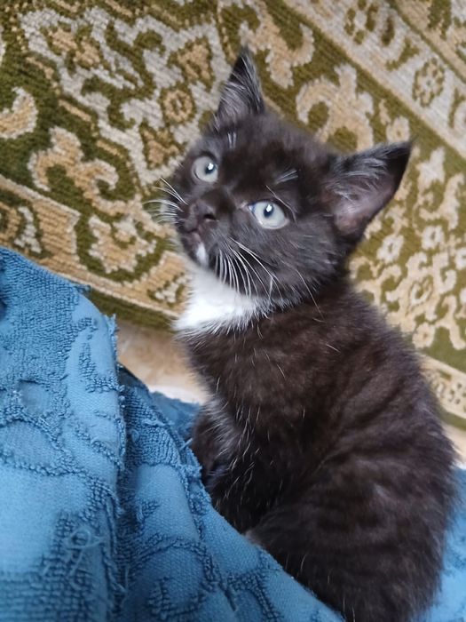 Дарю котёнок кошка кошечка кот котик Караганда