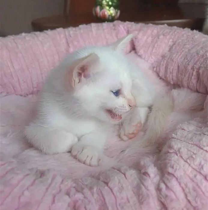 Тайские котята Ред пойнт!