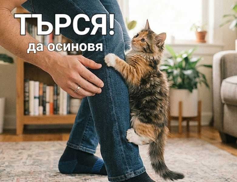 ТЪРСЯ да ОСИНОВЯ катерещо женско котенце :)