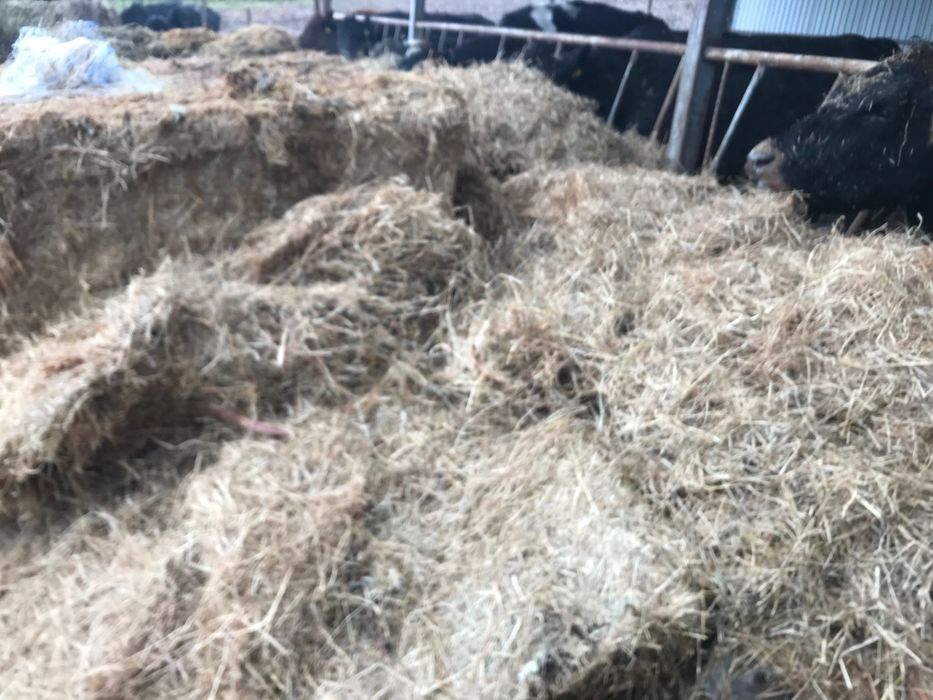 Vând baloți fan 650-850 kg