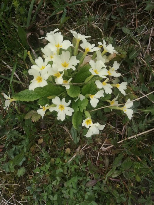 Градинска иглика в 4 цвята