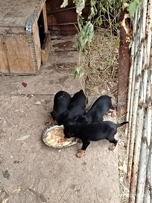 Продам щенки ягтерьер