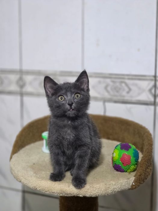 Отдаем котенка (кошка)