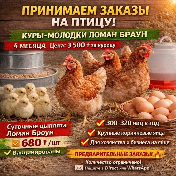 Куры несушки Ломан Браун