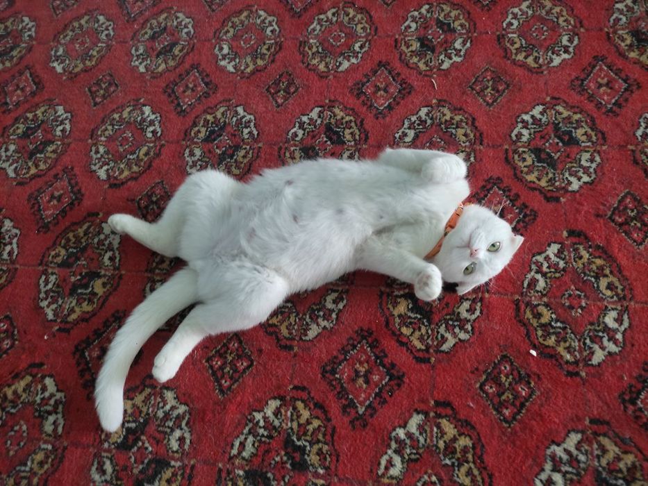 Веслаухая беременная 3месяц 200доллар