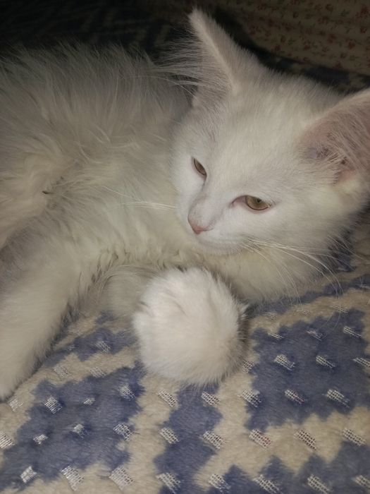 Отдам котика в добрые руки