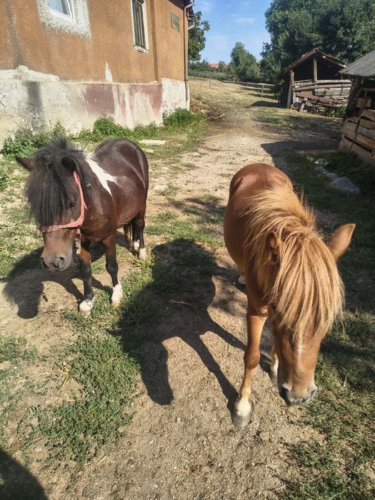 Vand schimb cu duba de dus animale