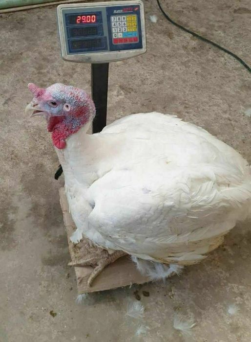 Big6 Kurka jöjalari sotiladi