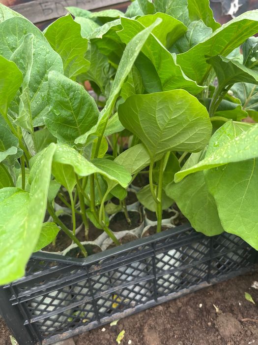 Продажи Рассада разная