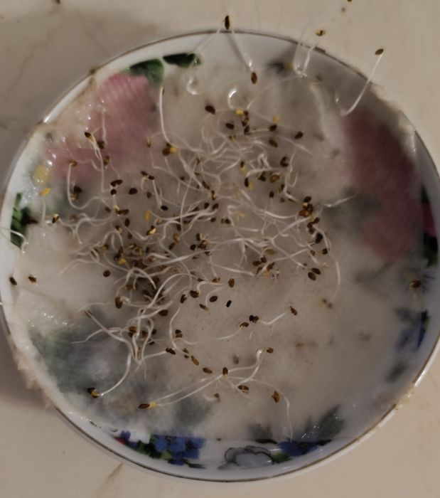 Жонаршка сатылады