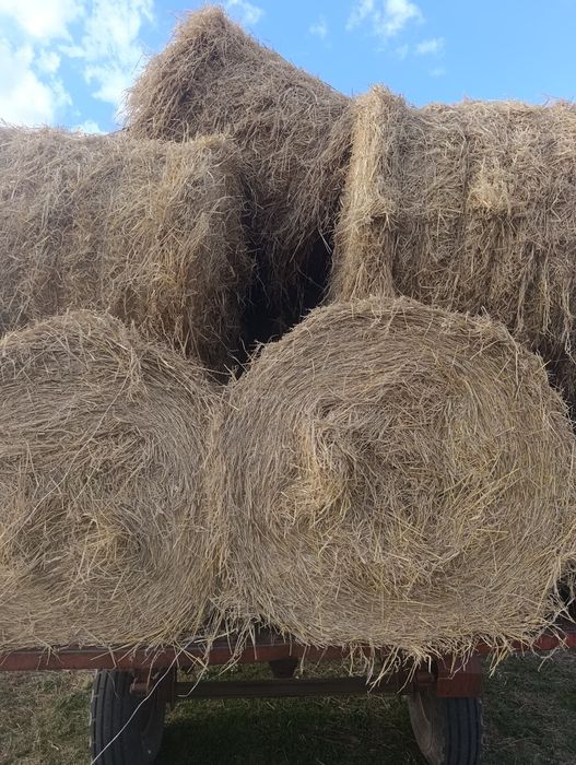 Продам солому ячменная