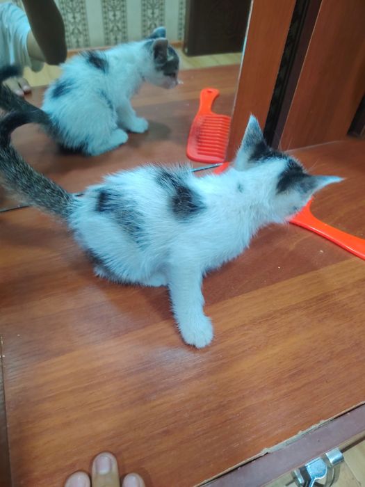 Хорошие котята..