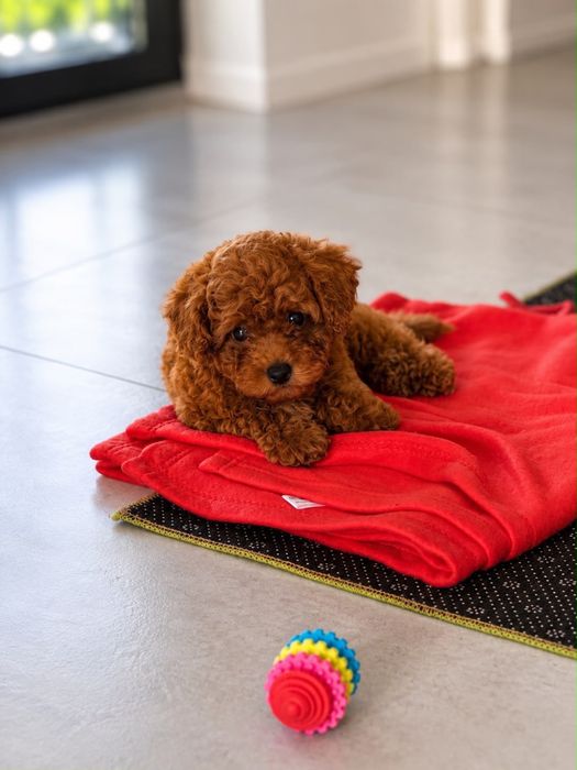 Poodle/Pudel de vanzare TOY