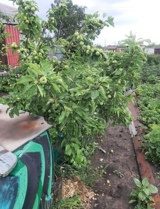 ПРОДАЁТСЯ дача 6 соток !!!