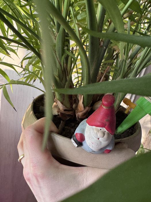 Хамедорея элеганс пальма