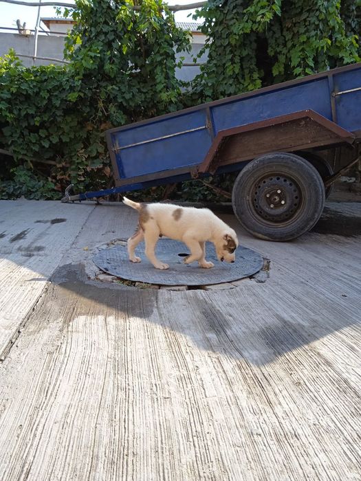 Алабай сотилади х