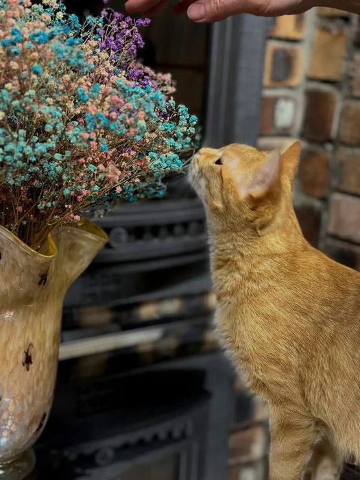 Пристраивается в добрые руки