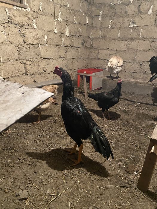 Дакан шөже қораз сатылады