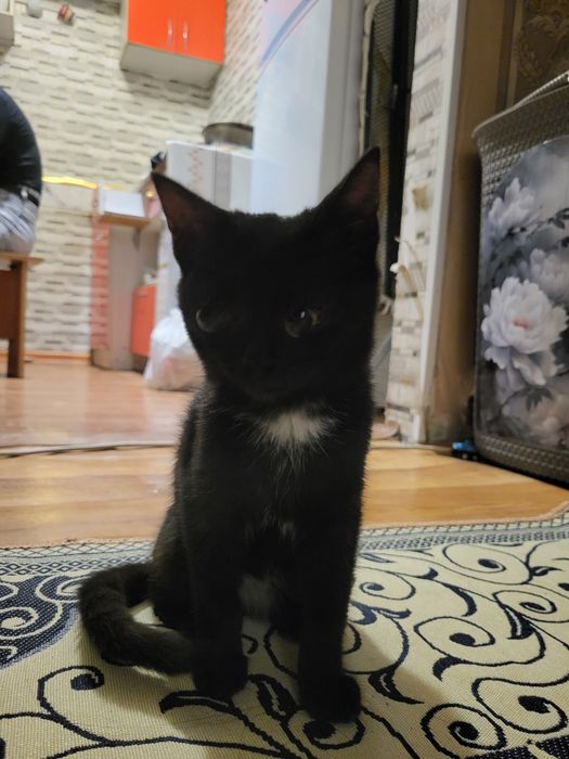 Отдаём черного котенка