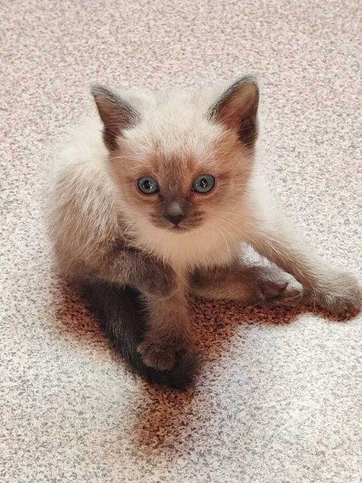 Котята вислоухие в добрые руки