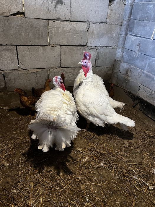 Индюки самцы на продажу