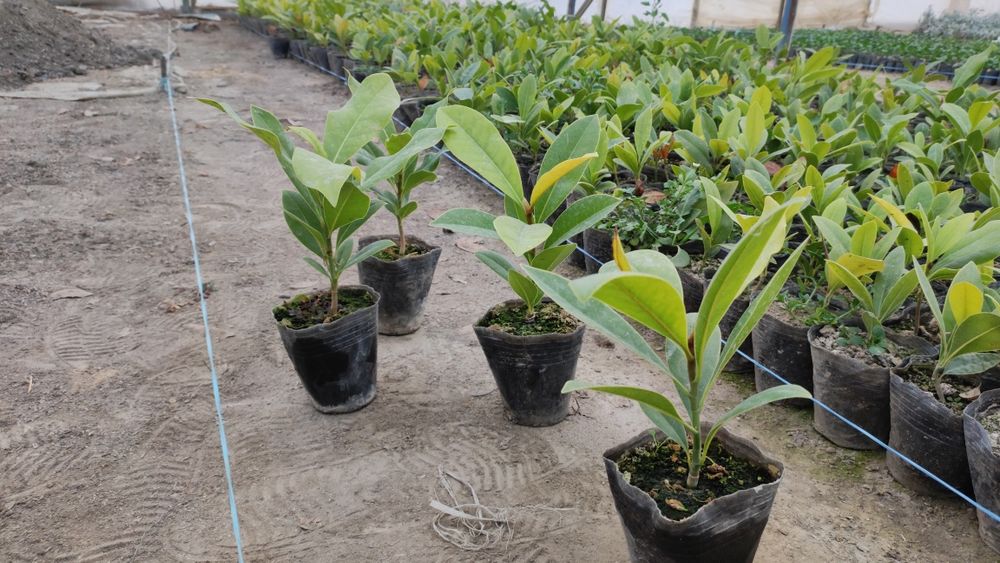 Магнолия графология кўчалари сотувга қўйдик 2 йиллик пишган кўчат буйи