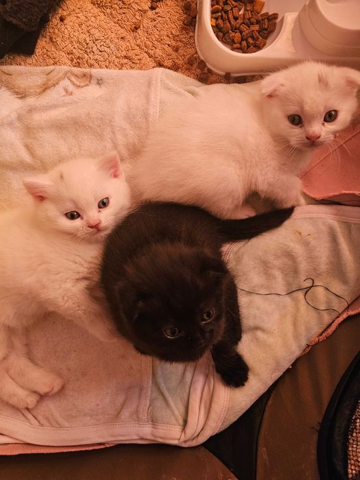 Малки котенца чистокръвни британчета