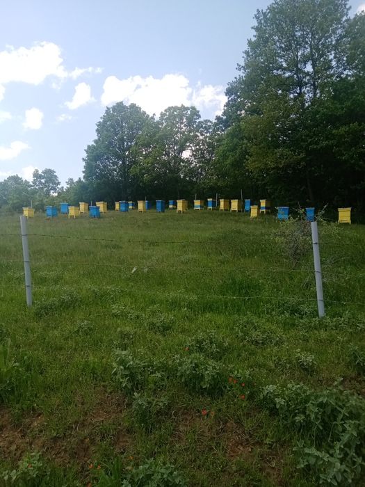 Пчелни отводки (малки пчелни семейства)