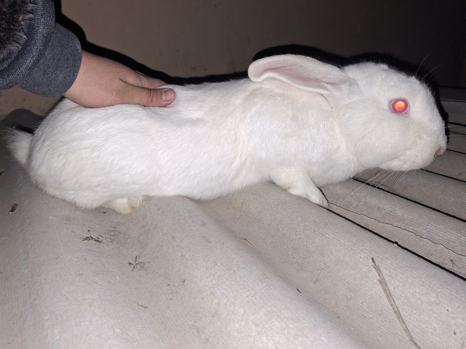 "Великан" куйони.