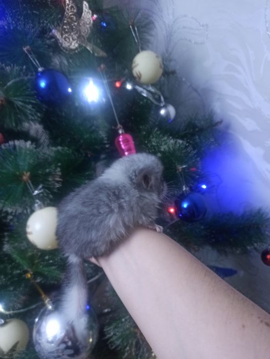 Продается шиншилла