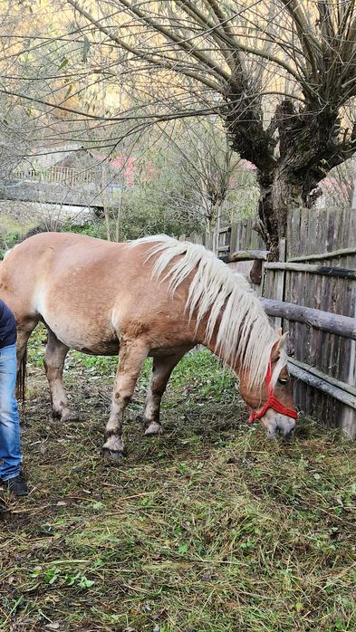 Vând 2 iepe de rasă – crescute în munte, puternice și sănătoase.