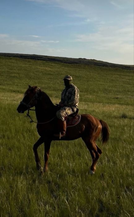 Продается жеребец