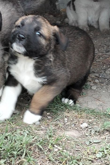 Отдадим щенков в добрые руки