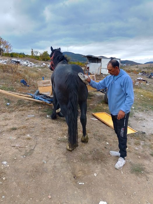 Vând mânz de un am și 2 luni semi greu