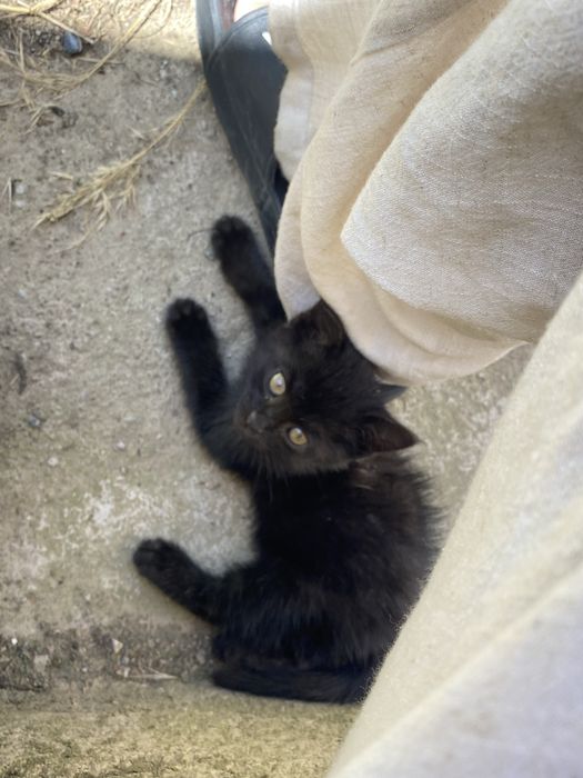 Ищем дом для котика