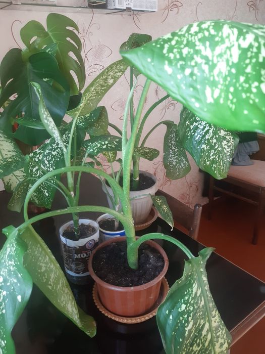 Дифенбахия .золотой ус