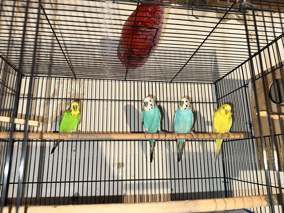 Toti xammasi qafaslari blan xammasi ozni pari blan tayyor