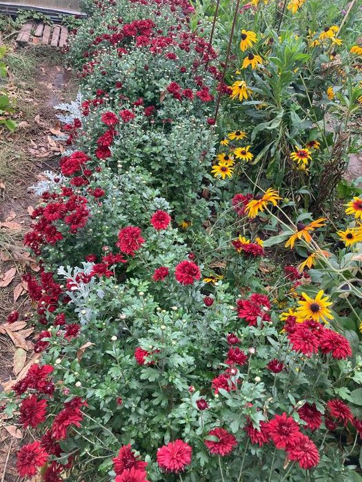 Хризантема (корейская) рассада