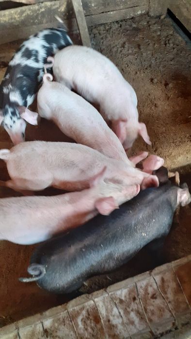 Продаются 2х месячные поросята