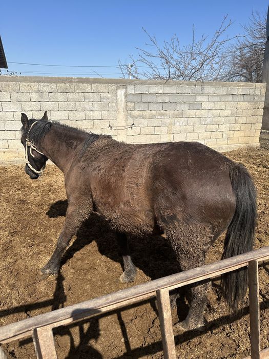 Баитал карабастау